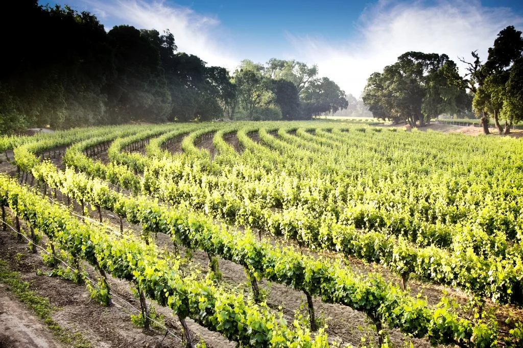 Viñedos en Lodi, California.