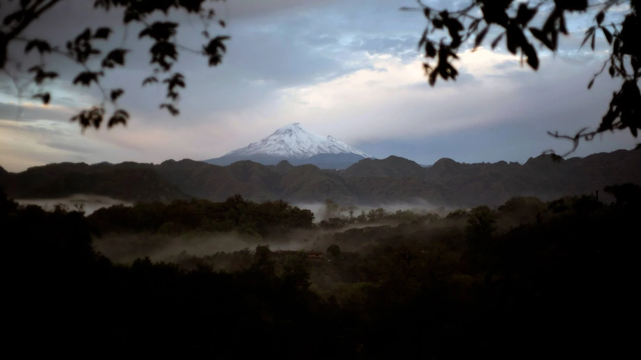 Bosque de Niebla.jpg