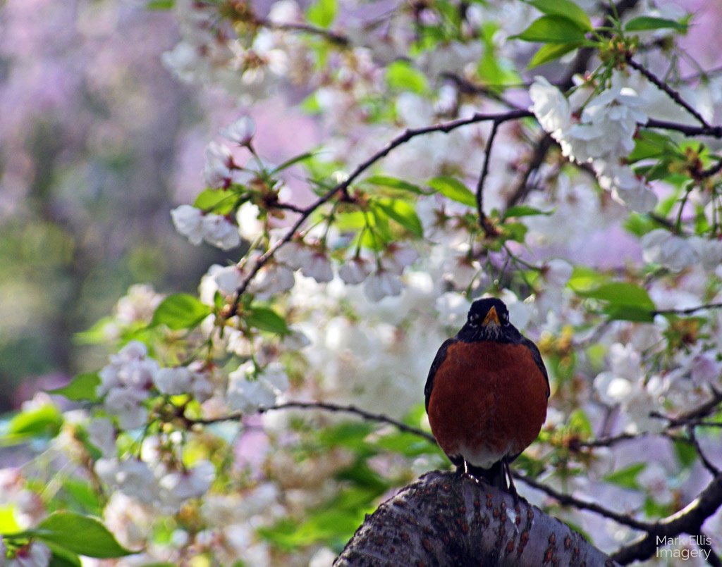 Posing-Spring-Robin.jpg