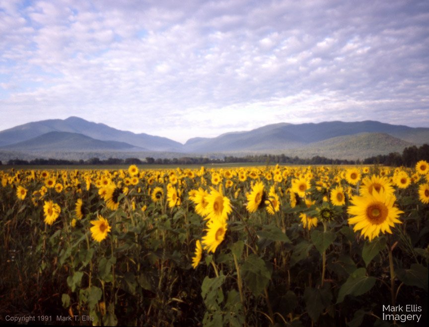 SunflowerMountains.jpg