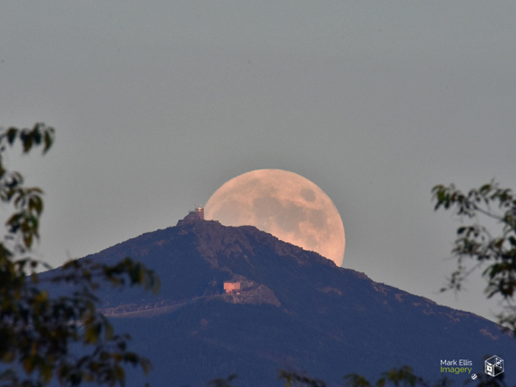 whiteface buck moon vs2 sml cprt.jpg