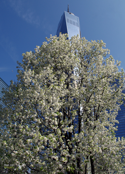 The Survivor Tree sml cprt.jpg