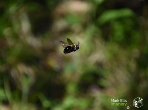 bee in flight xsml cpyrt.jpg