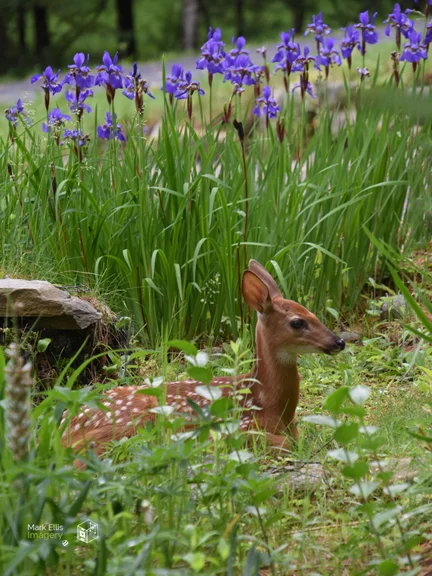 fawn and iris sml cprt.jpg