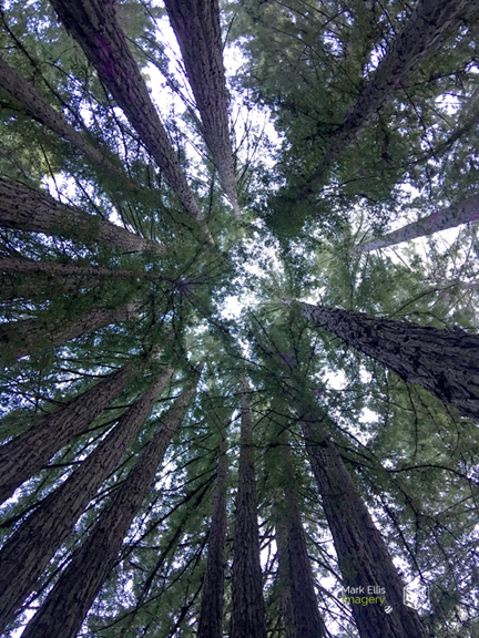 redwoods sml cprt.jpg