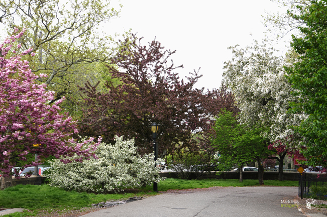 Riverside Park Blossoms 2019 sml cprt.jpg