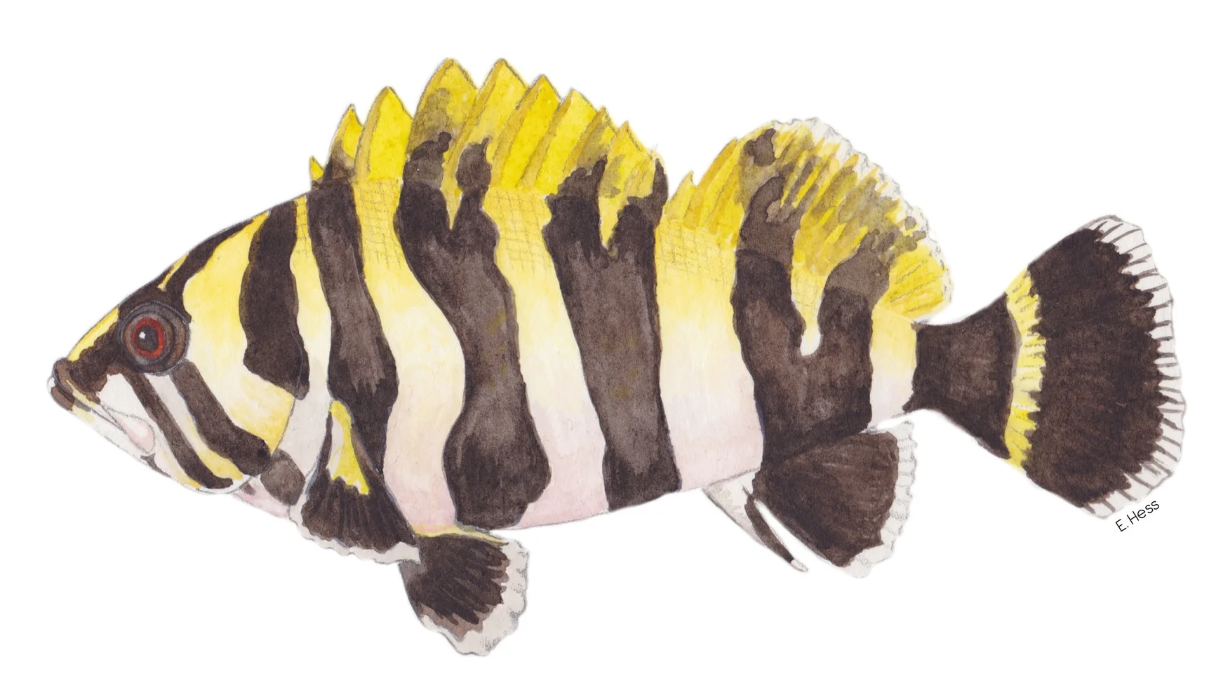 Juvenile Treefish (Sebastes serriceps)