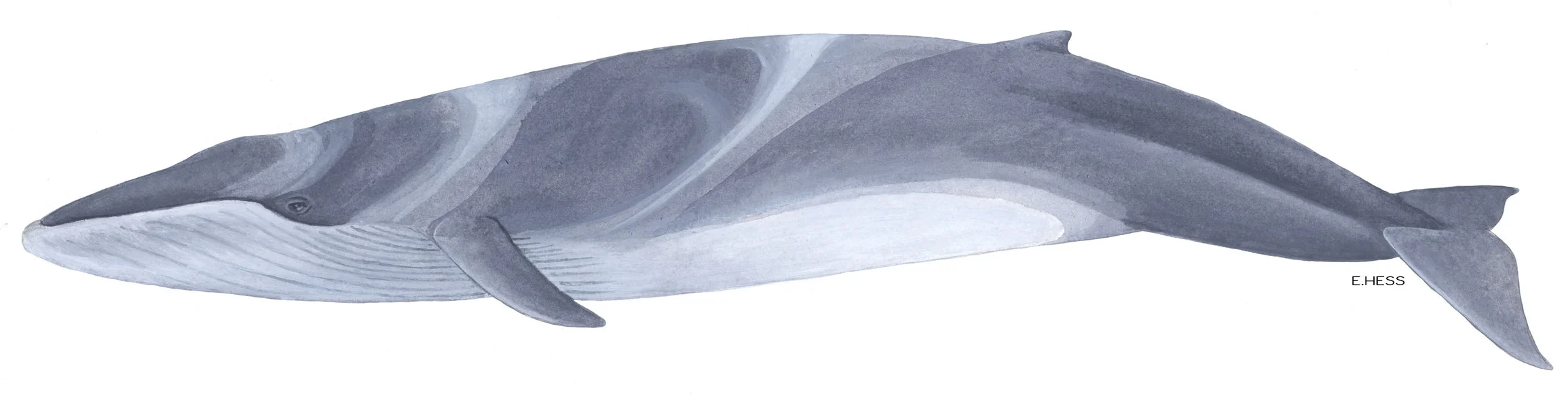 Fin Whale (Balaenoptera physalus)