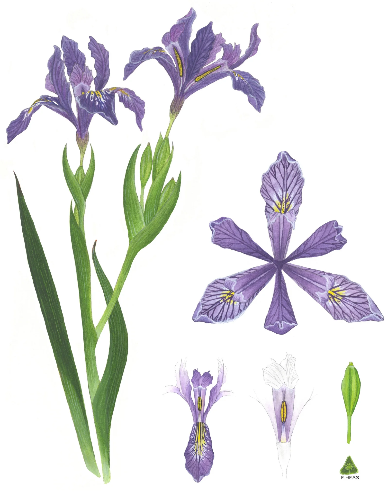 Douglas Iris Dissection