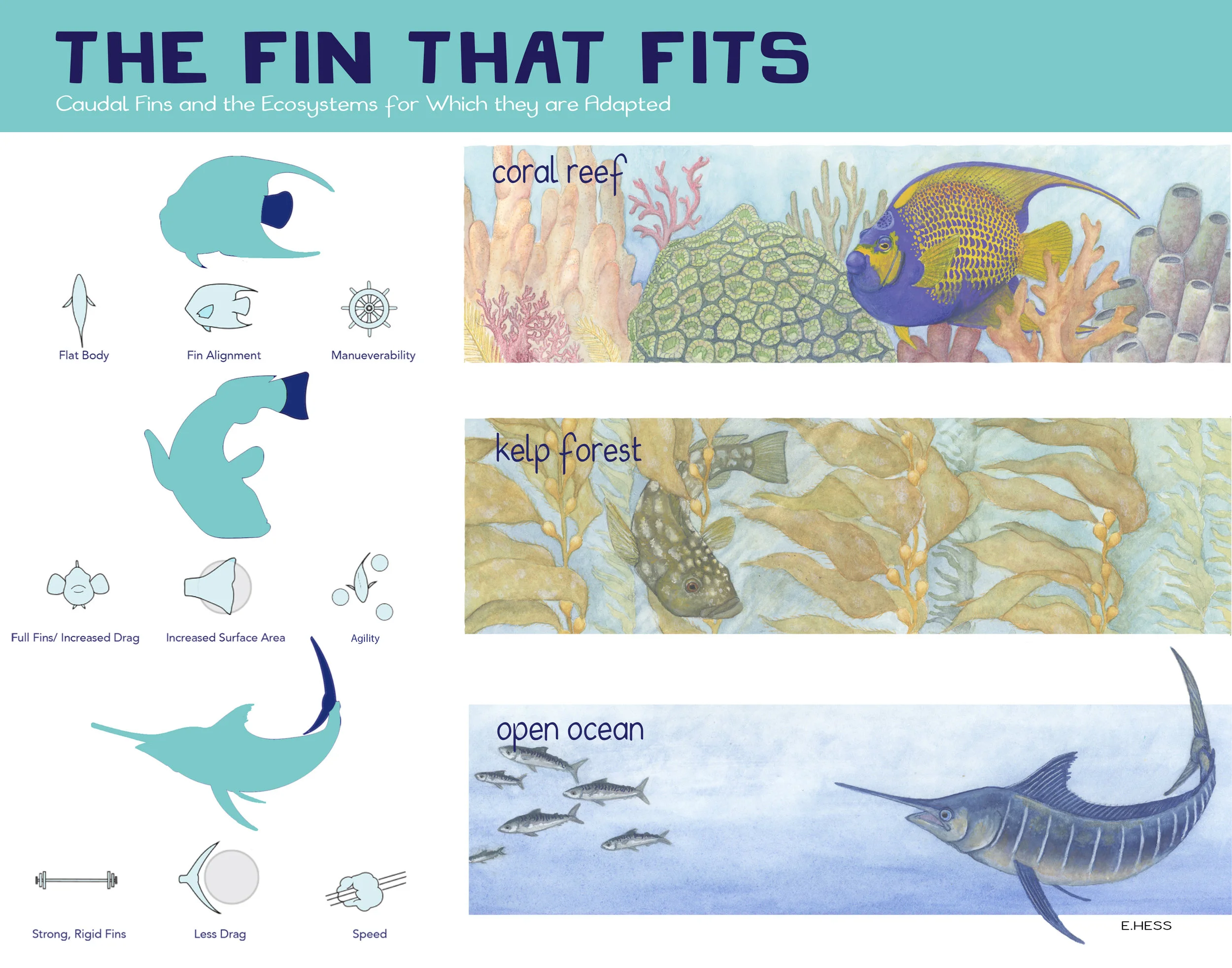 The Fin that Fits