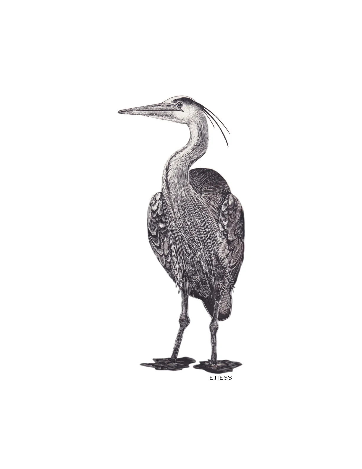 Great Blue Heron