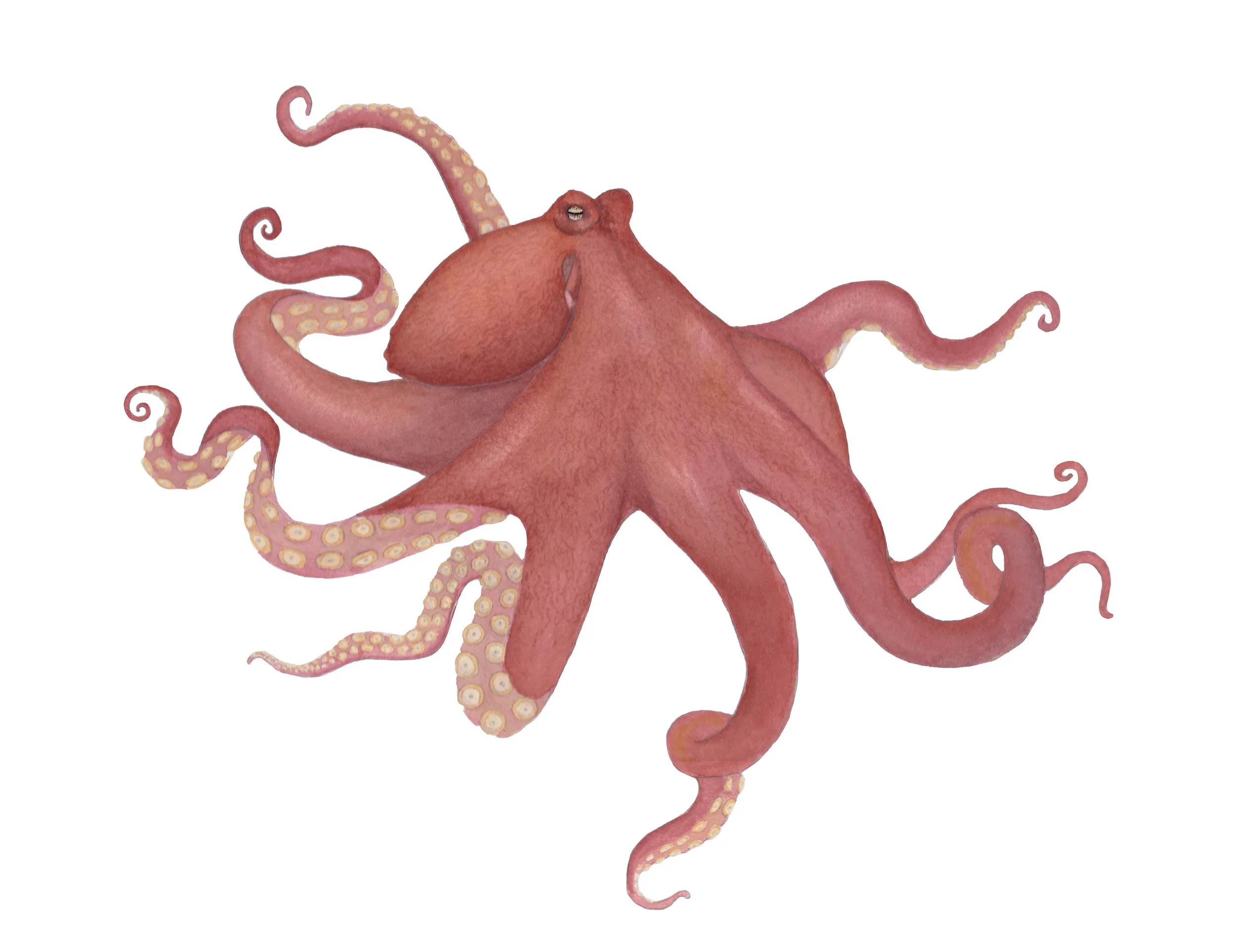 Giant Pacific Octopus (Enteroctopus dofleini)