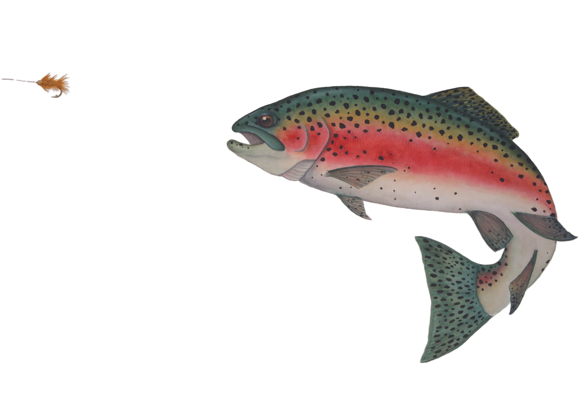 Rainbow Trout (Oncorhynchus mykiss)