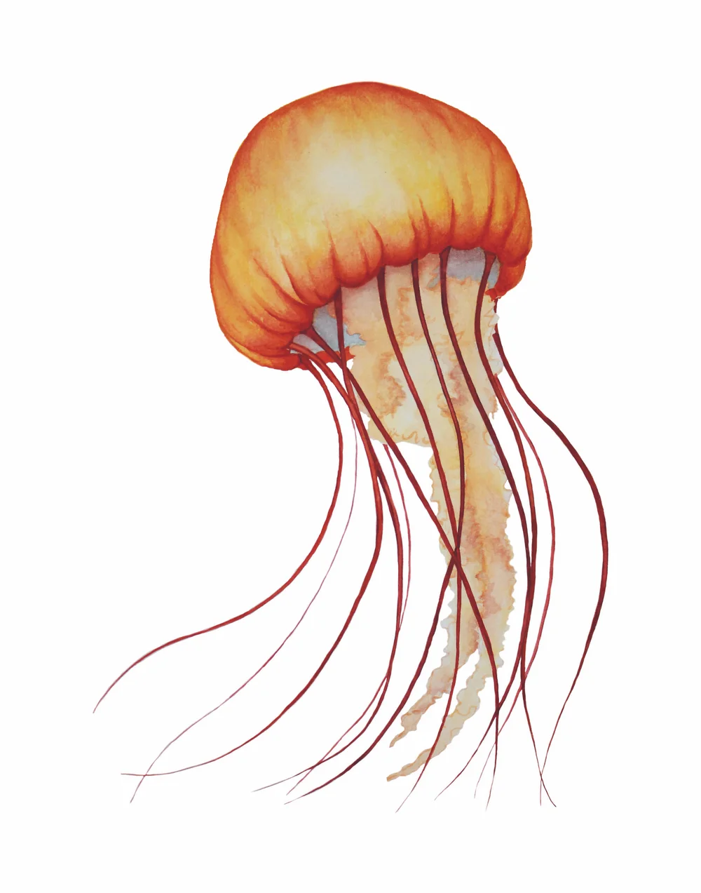 Sea Nettle Jellyfish