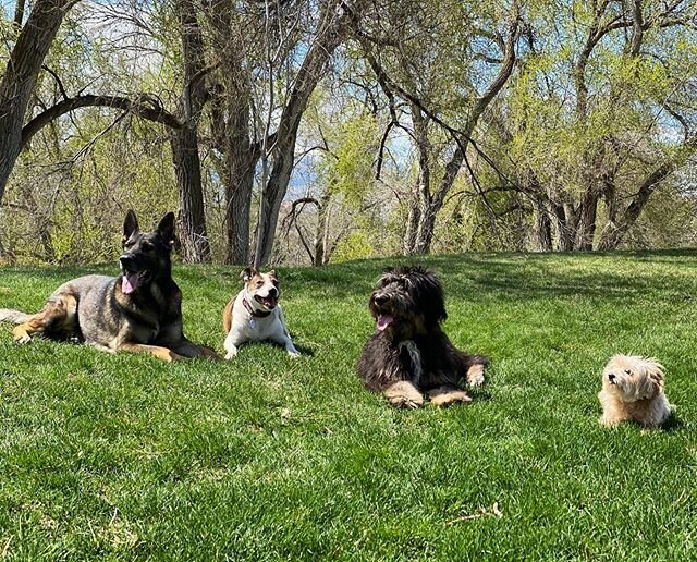 The dogs don&rsquo;t stop!

Took the pack out to work &ldquo;Down with Distractions&rdquo; with Latte and Dog Reactivity with Sweet Pea. These are strange times and we&rsquo;re really missing the days of group class and social dog outings; but we&rsq