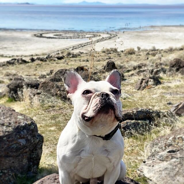 Took Archie on a day trip to the Spiral Jetty! 🌀It was too sandy for his short legs, but we found a nice open space to practice his &ldquo;sit&rdquo; and &ldquo;place&rdquo; commands.

With so much shut down for Coronavirus, I&rsquo;m thinking about