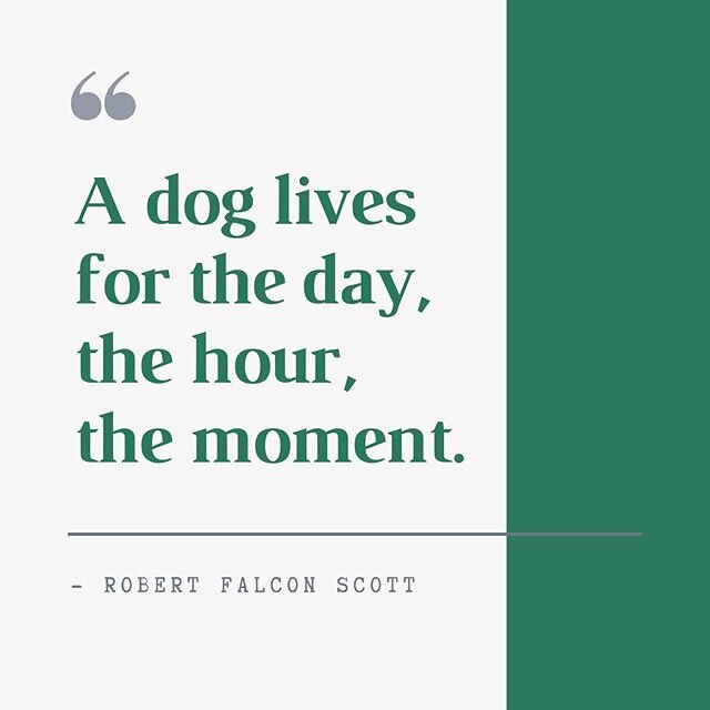 A helpful lesson from dogs 🐕 Be in the present!

Unlike us, they don&rsquo;t get caught up reliving the past or worrying about the future. They exist moment by moment and take each day as its own.