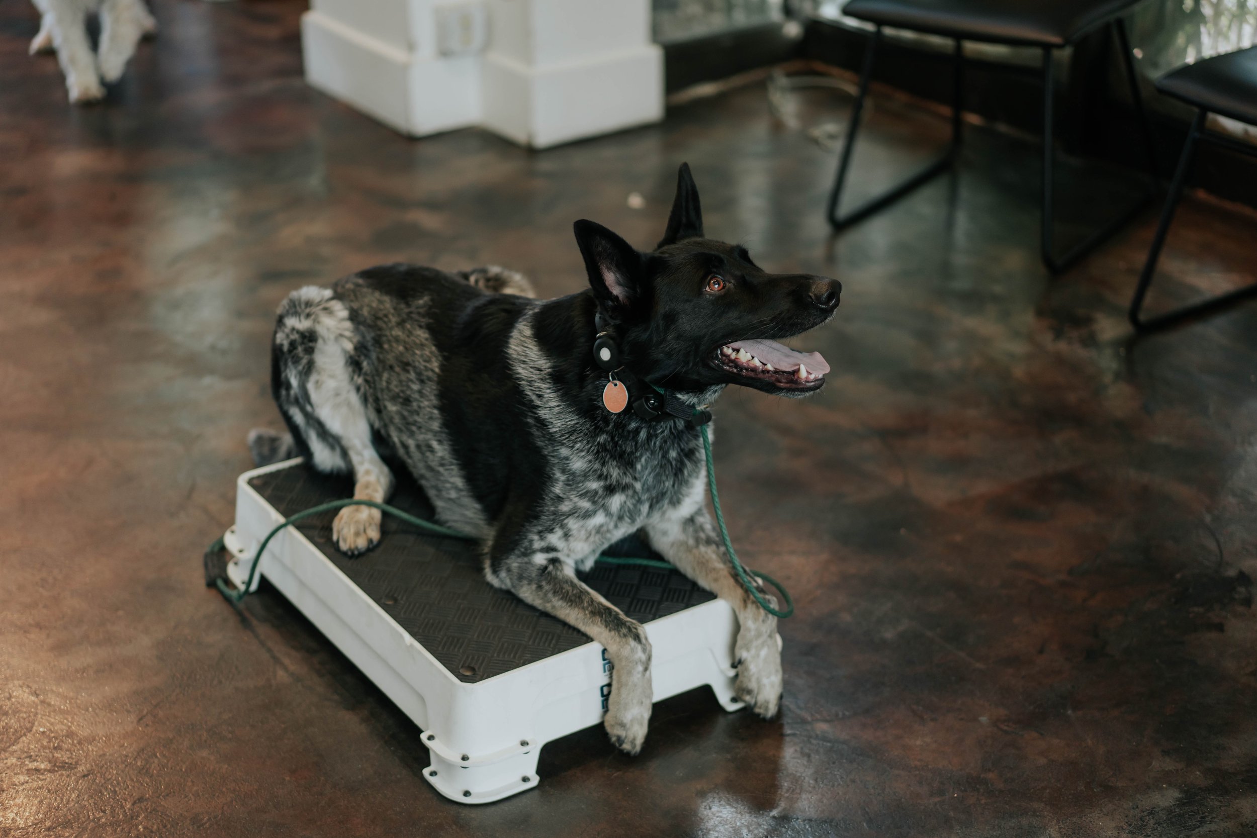 TheCanineMind169.jpg