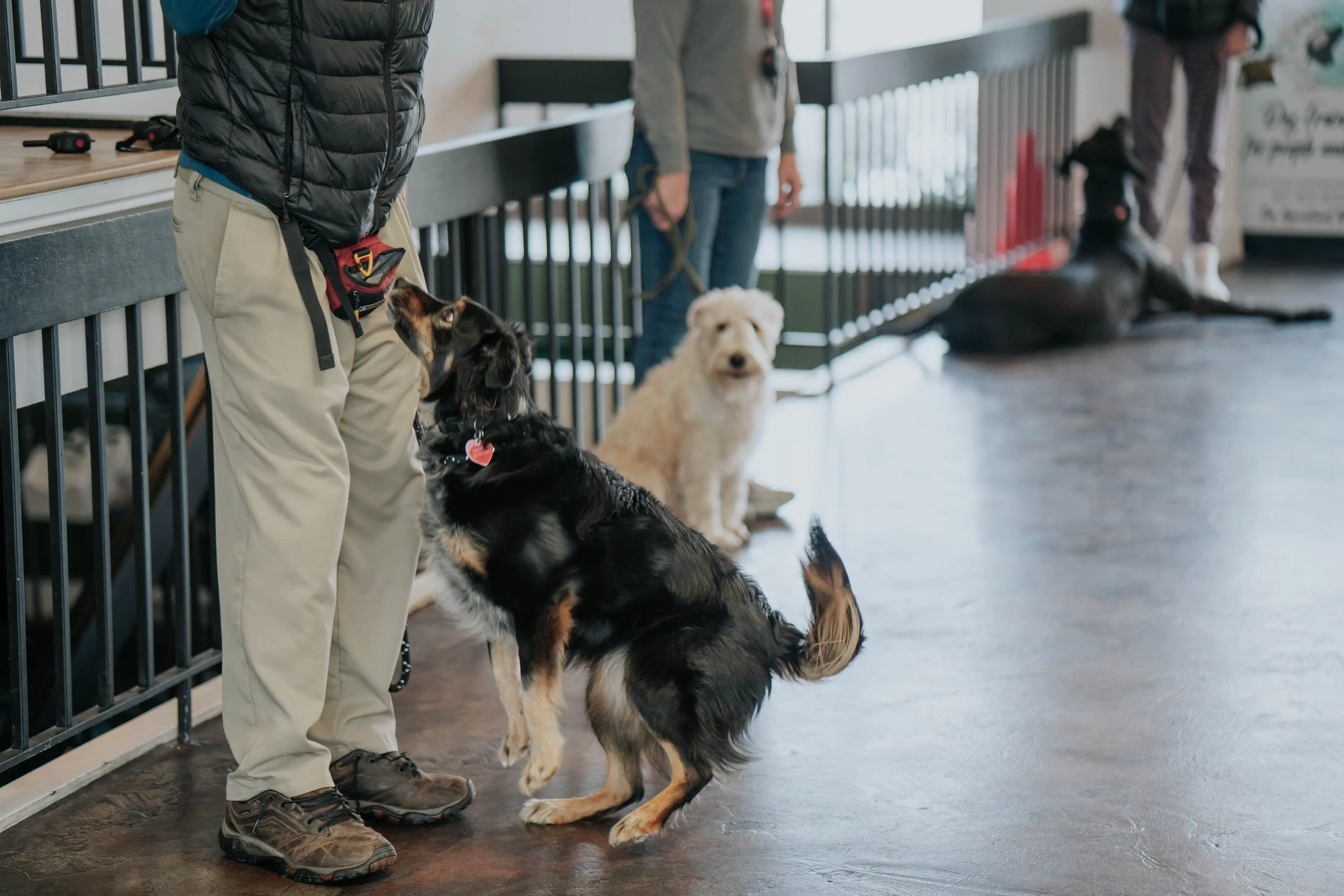 TheCanineMind112.jpg