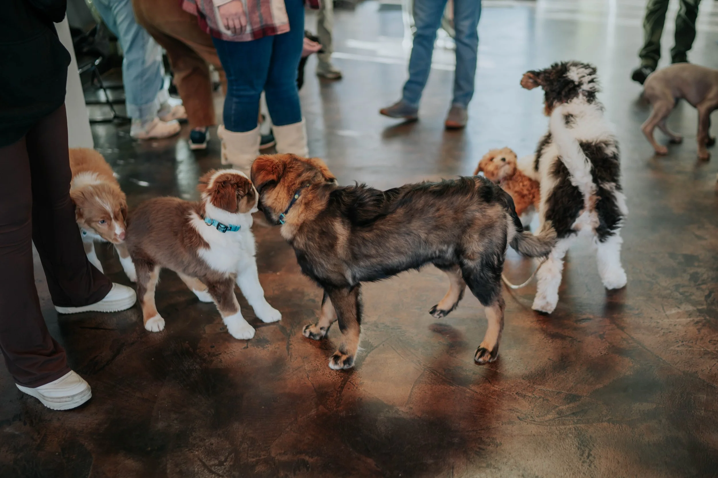 TheCanineMind031.jpg