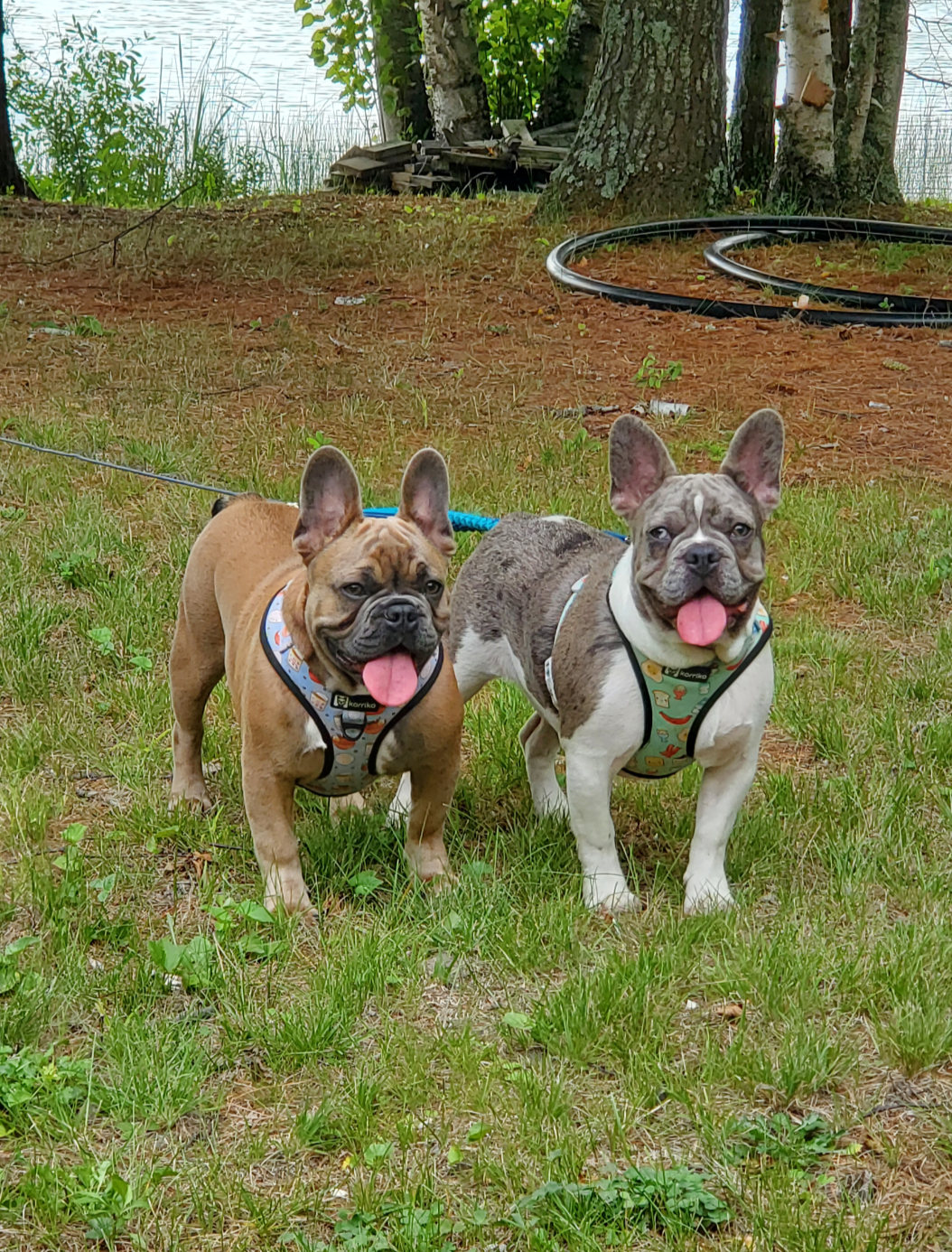 Otis (8).png