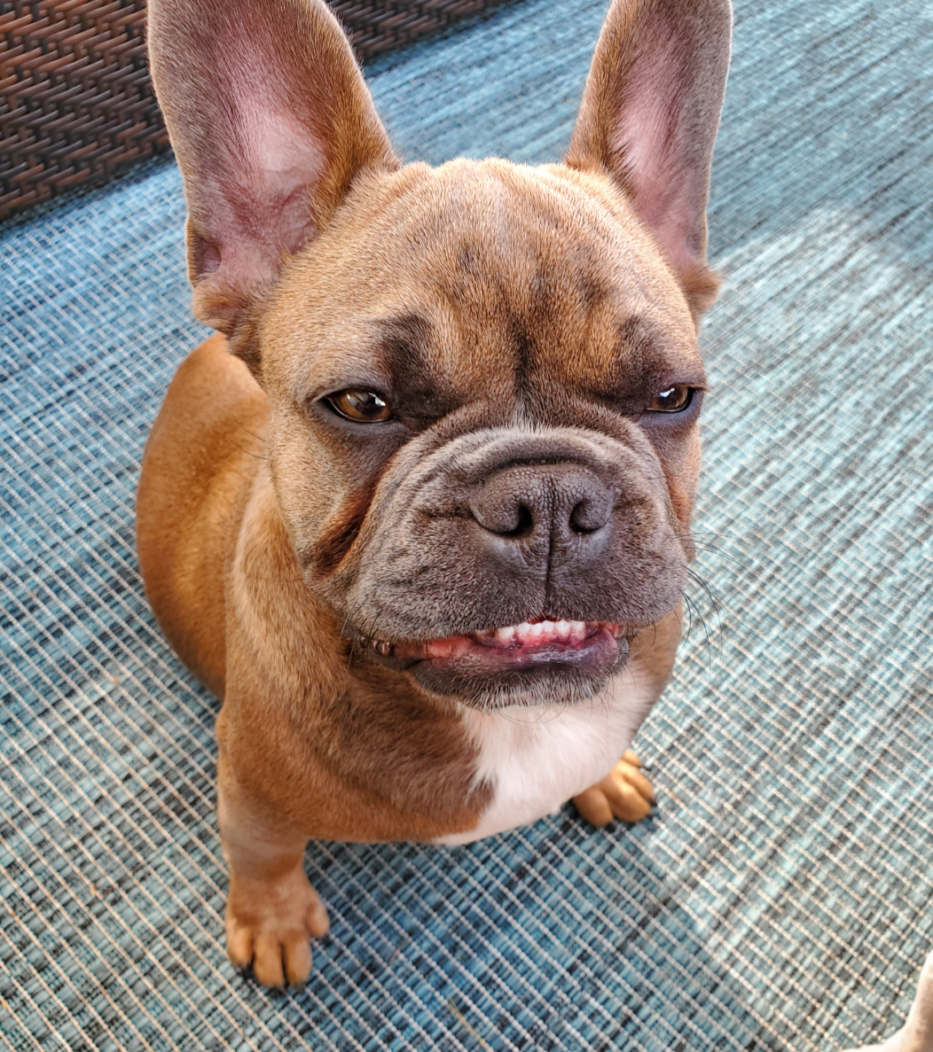 Otis (9).png