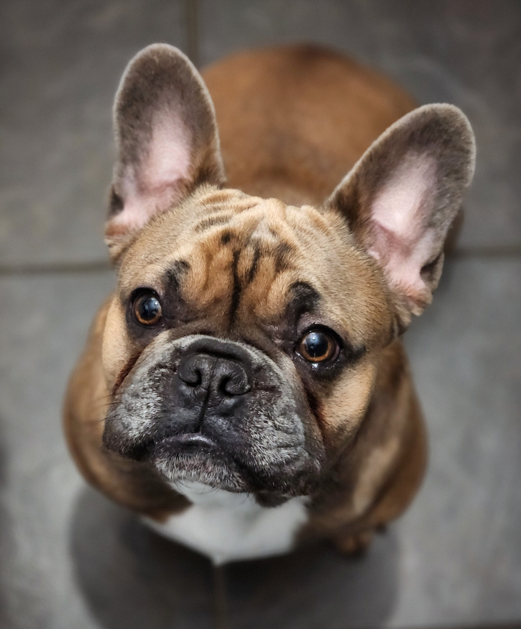 Otis (12).png