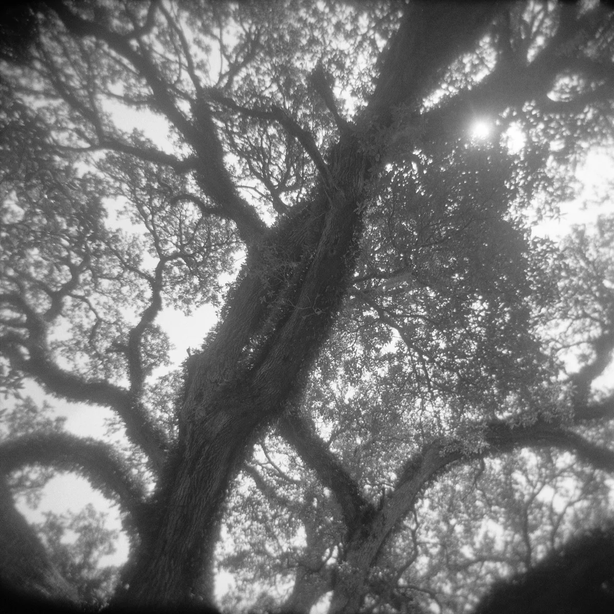 Tree Study 09