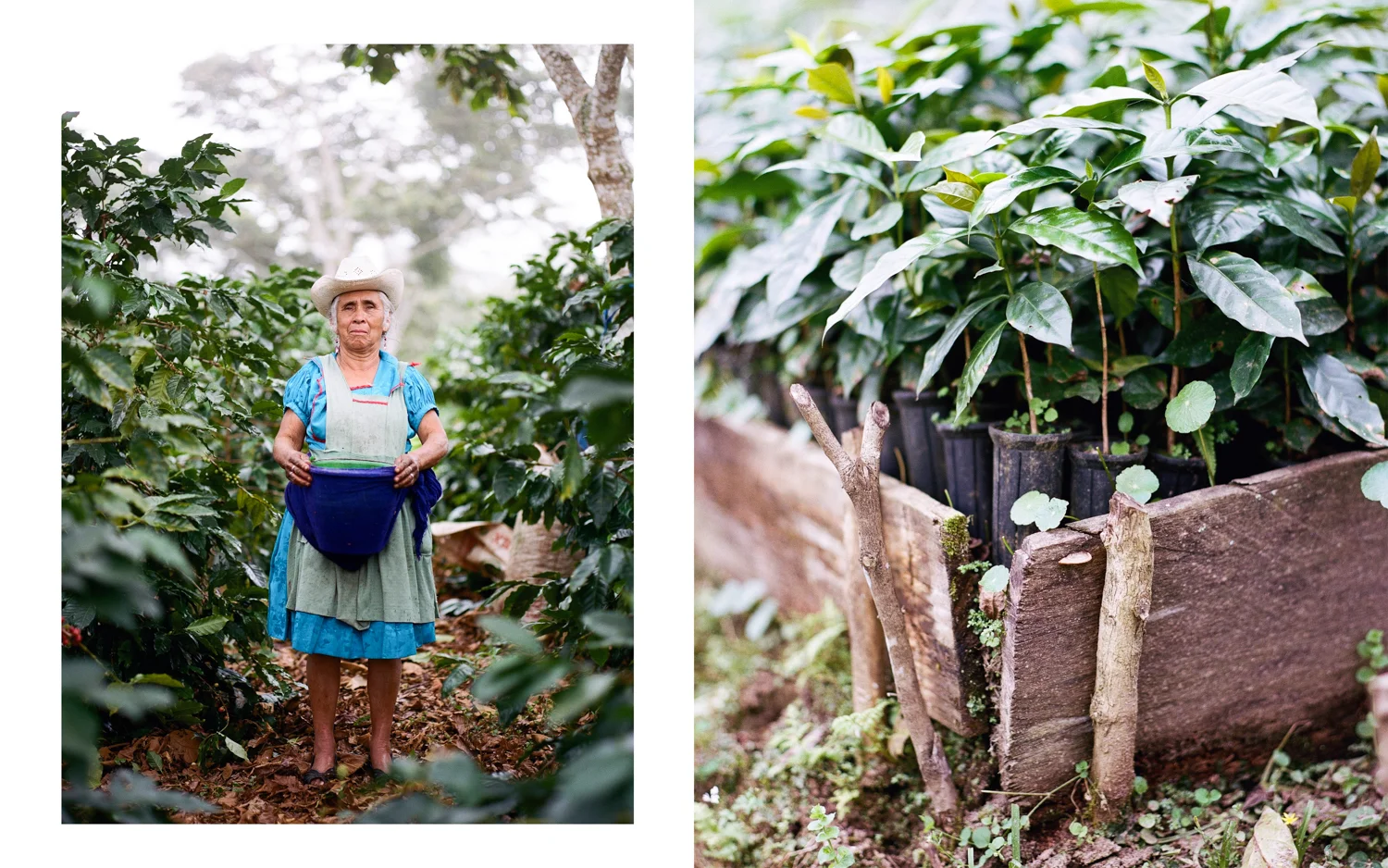 Coffee Picker and Immature Coffee Plants Puebla, Mexico 2015