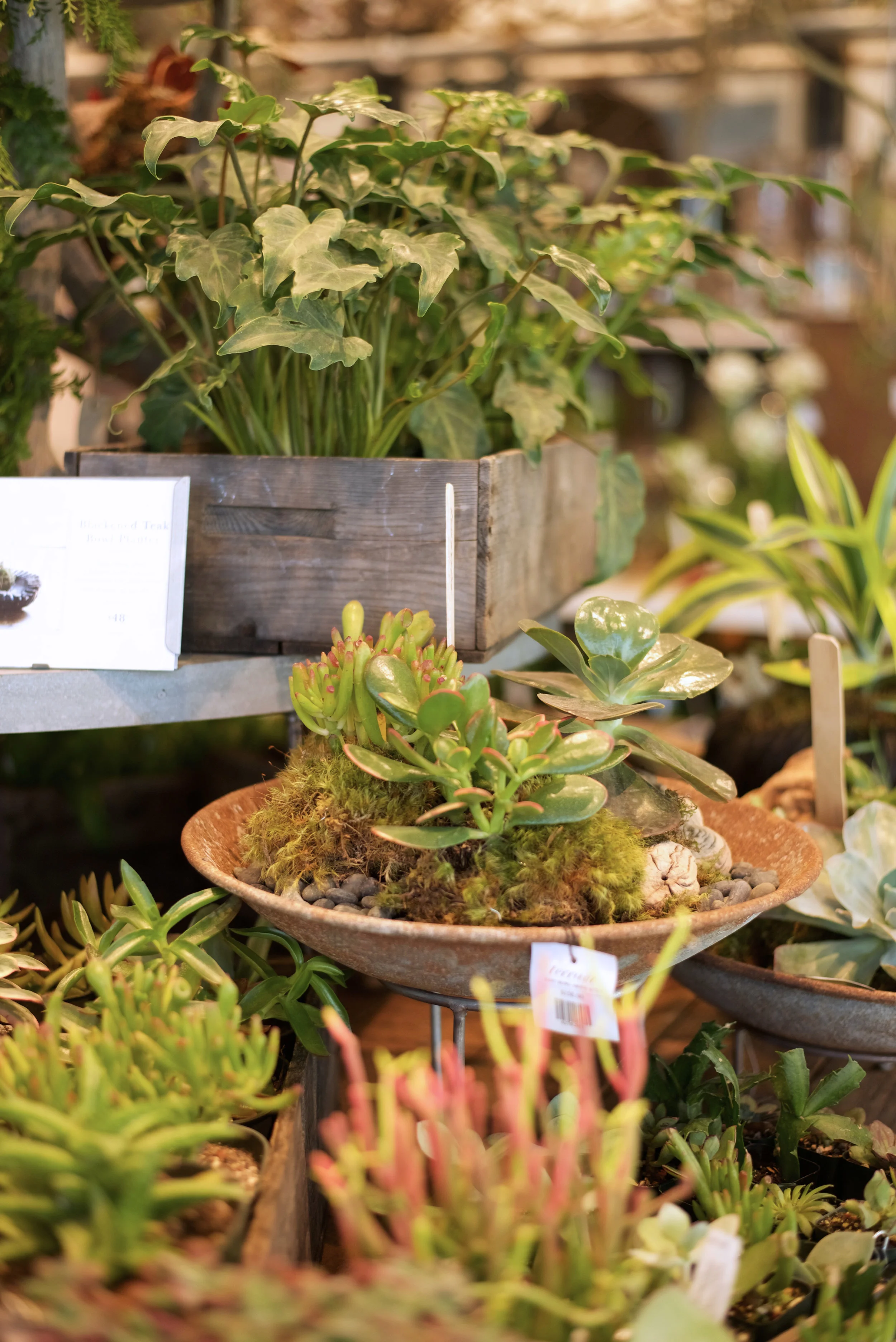 Anthropologie Terrain