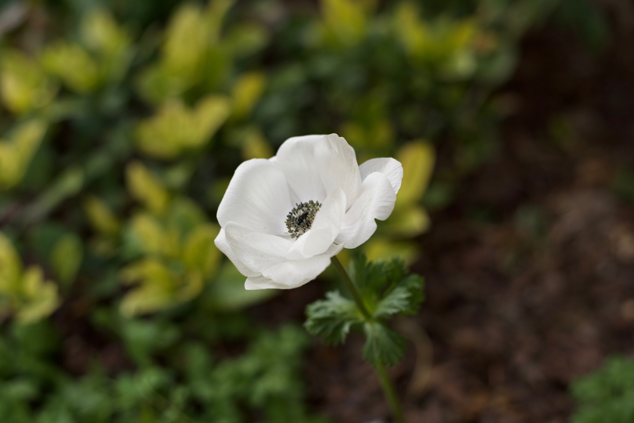 Spring-Garden-Update_DSC_0827.jpg