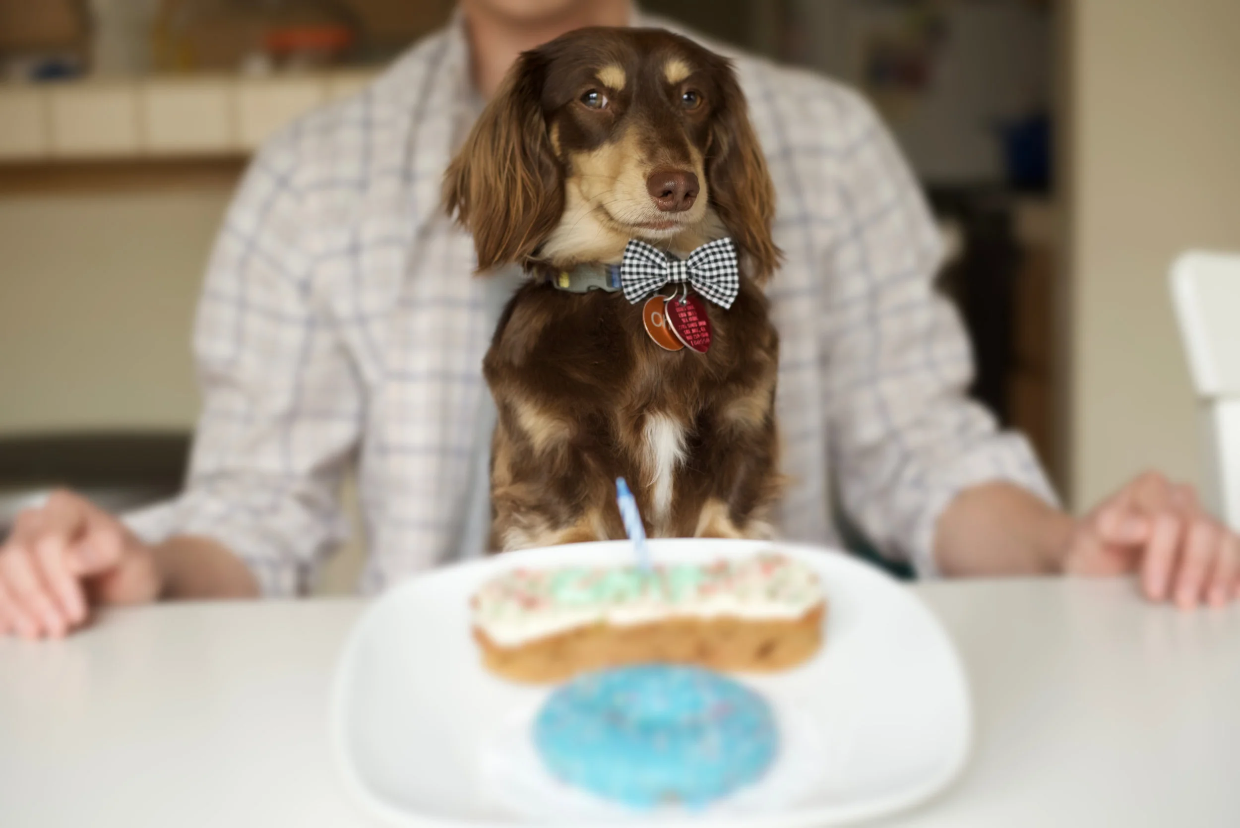 how to make dog cake