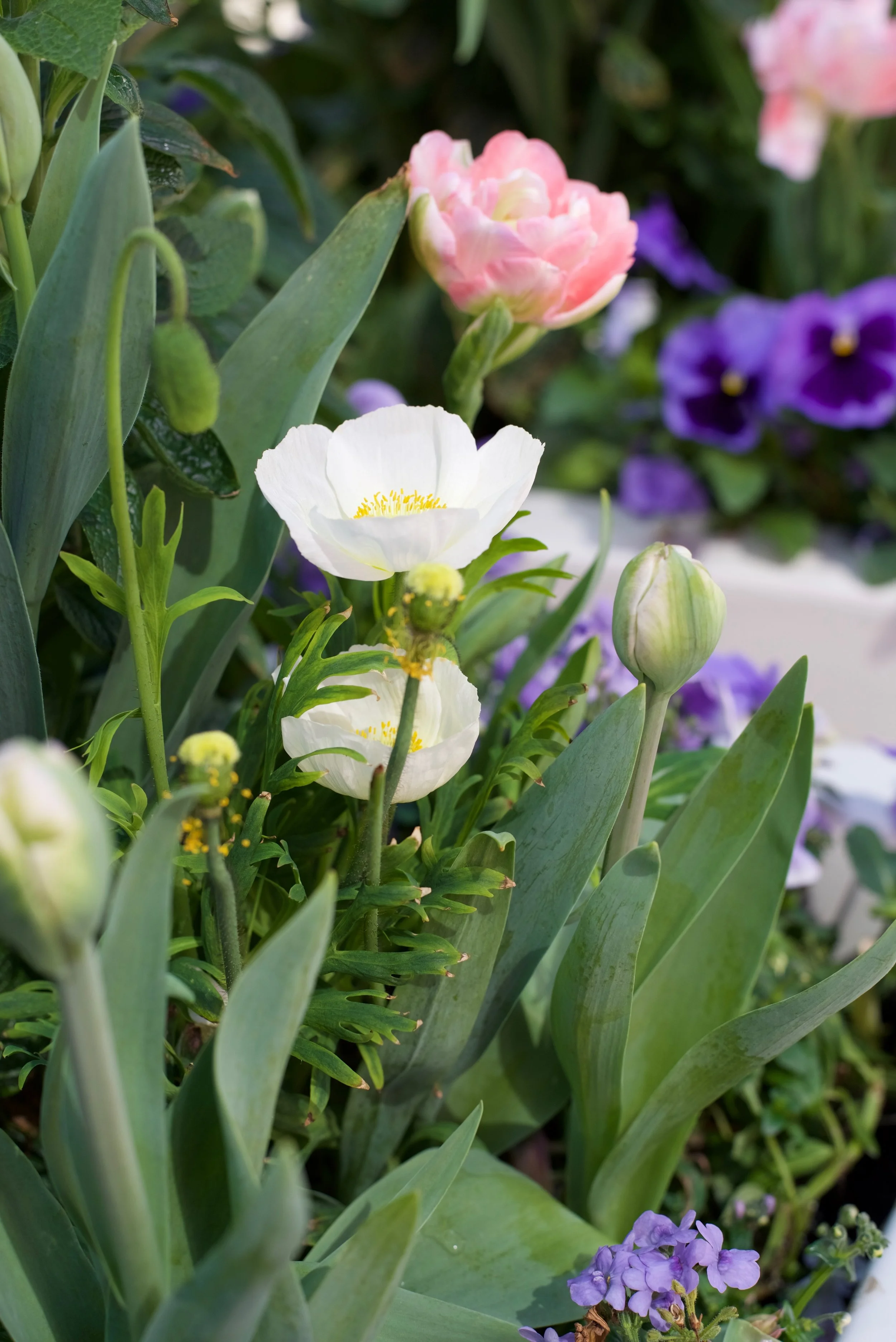 Spring Florals