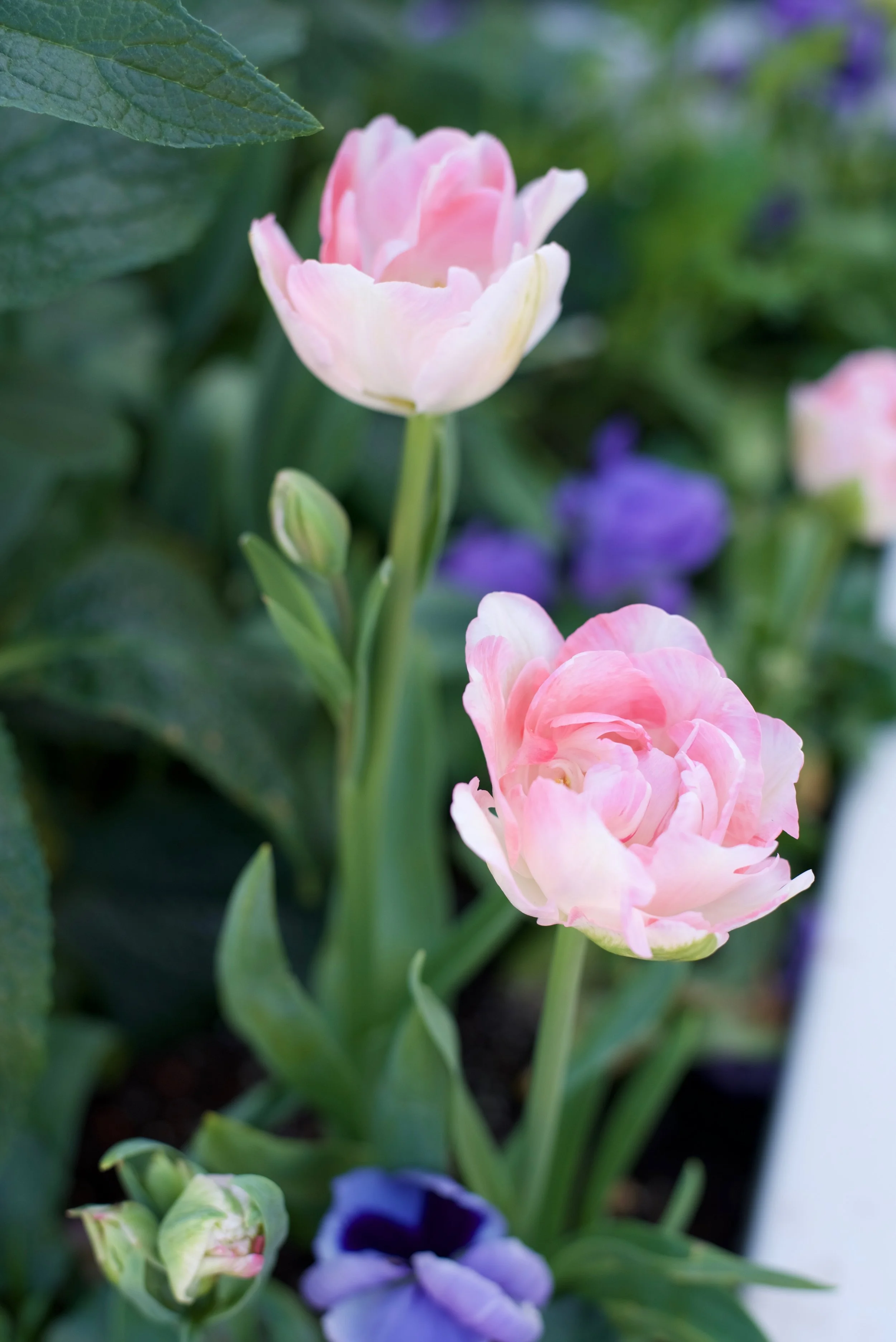 Spring Florals