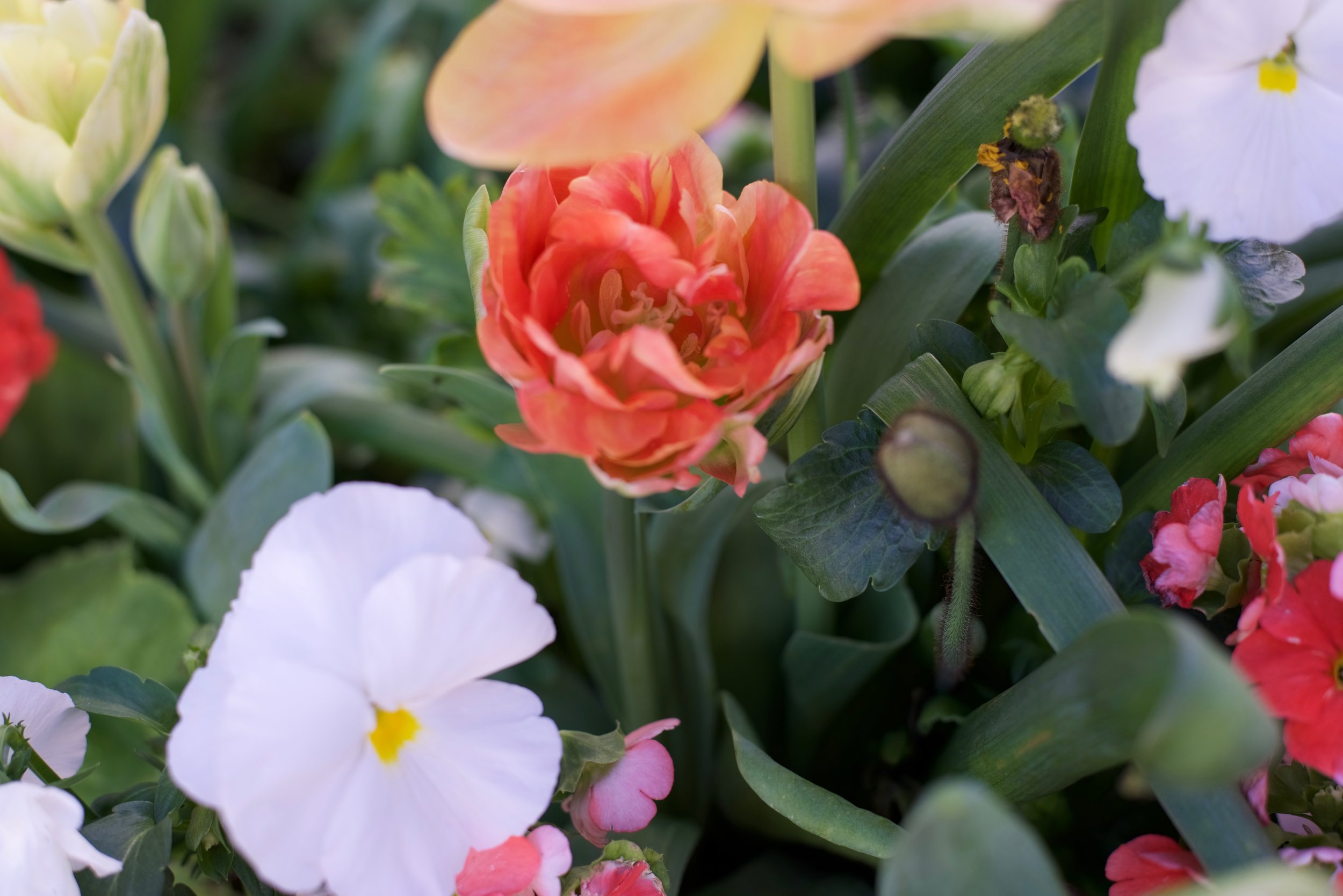 Spring-Florals_DSC_0748.jpg