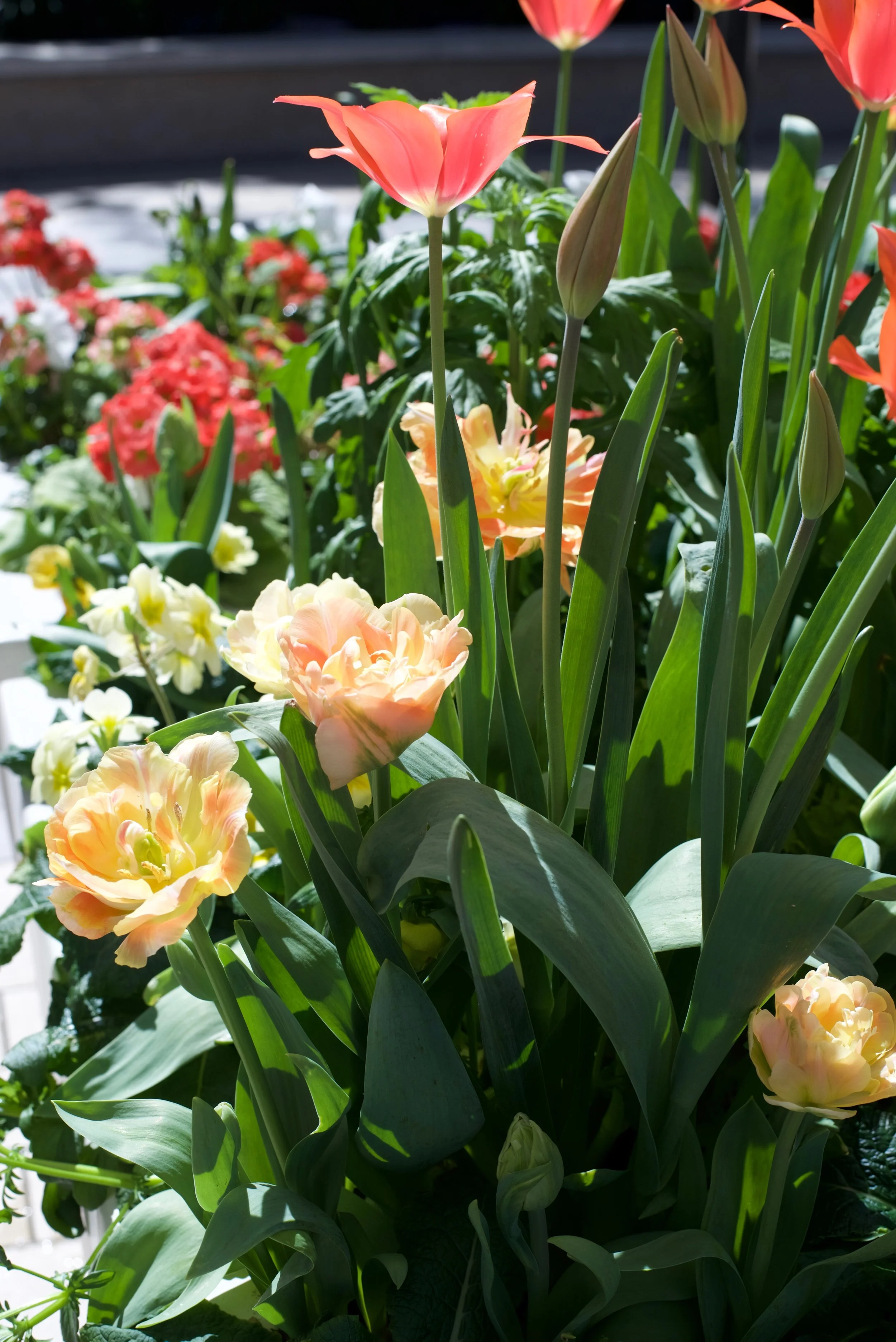 Spring Florals