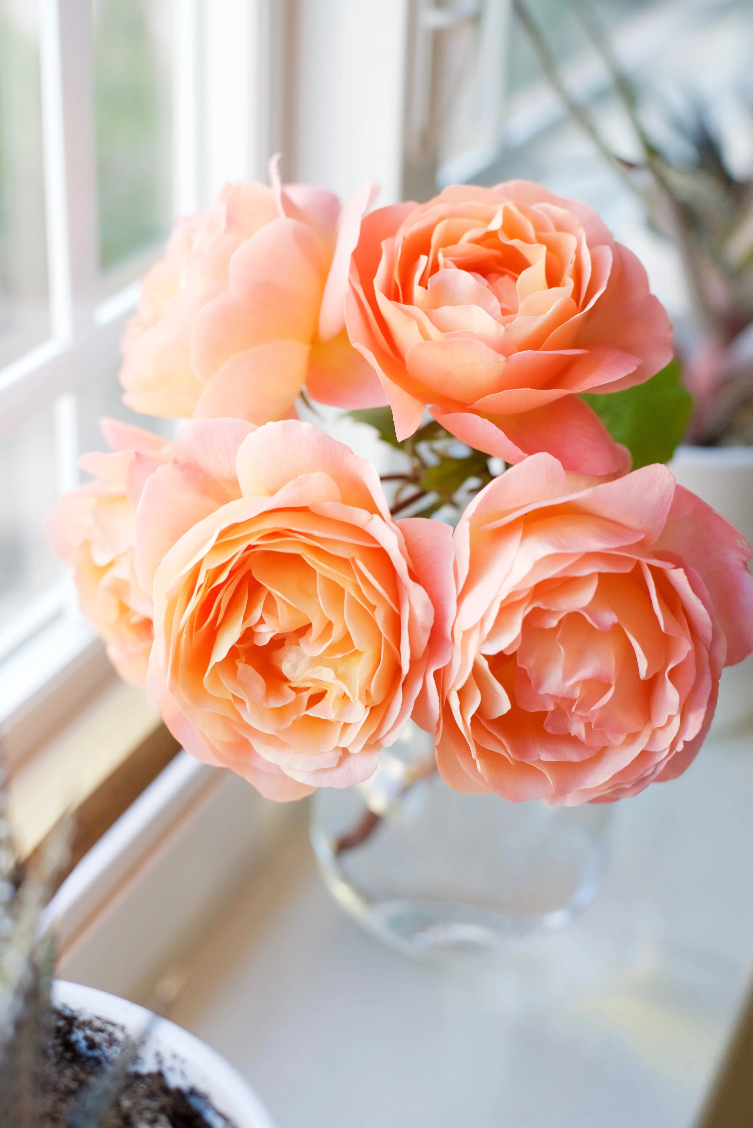 Blush-Collection_DSC_4515.jpg