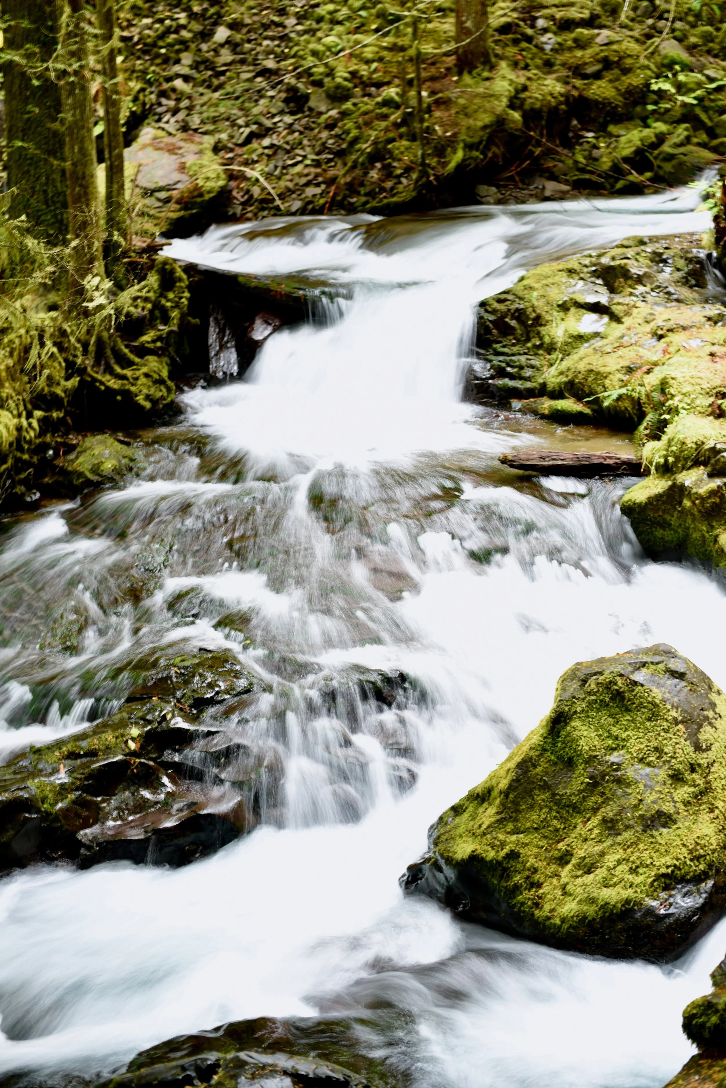Hiking in Portland_DSC_9812.jpg