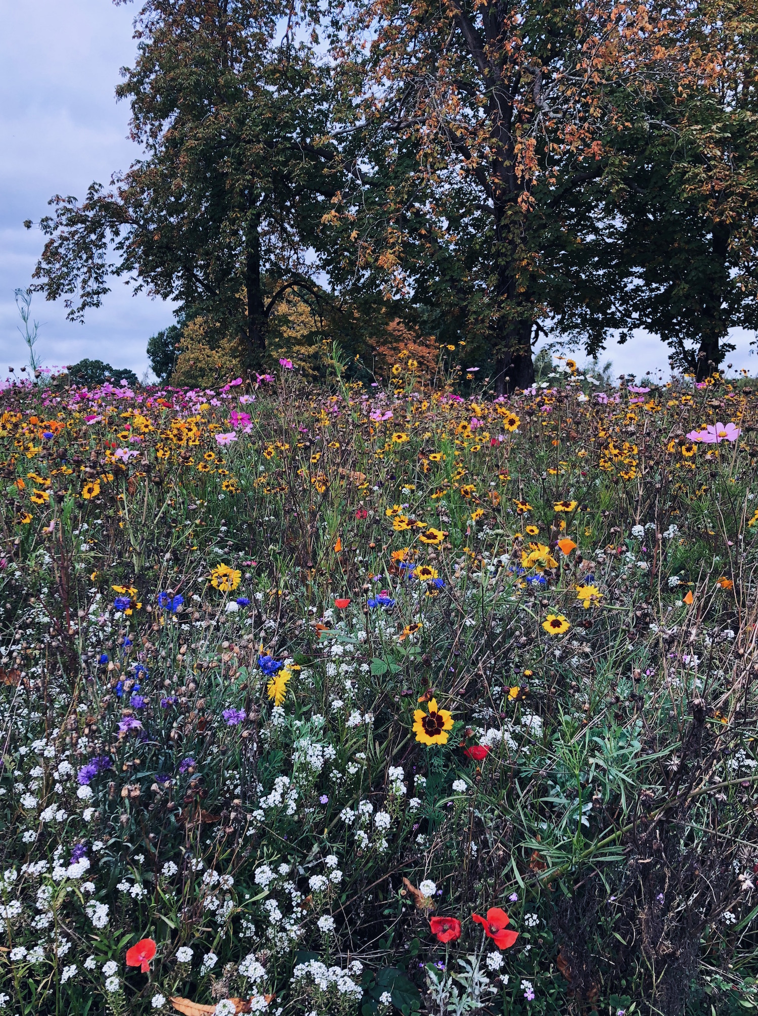 Meadow-flowers and sneaky seed-bombs — Naomi Loves