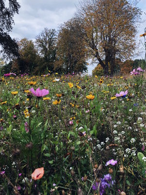 Meadow-flowers and sneaky seed-bombs — Naomi Loves