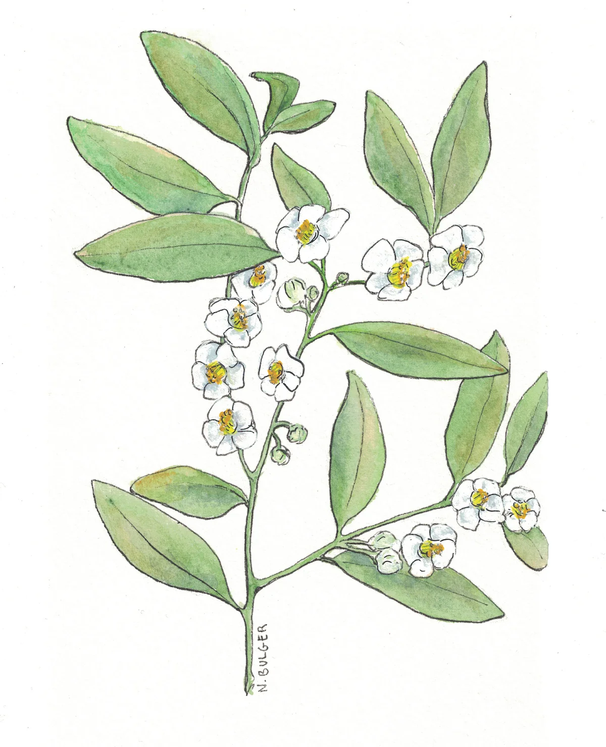 postcard-tea-plant copy.jpg