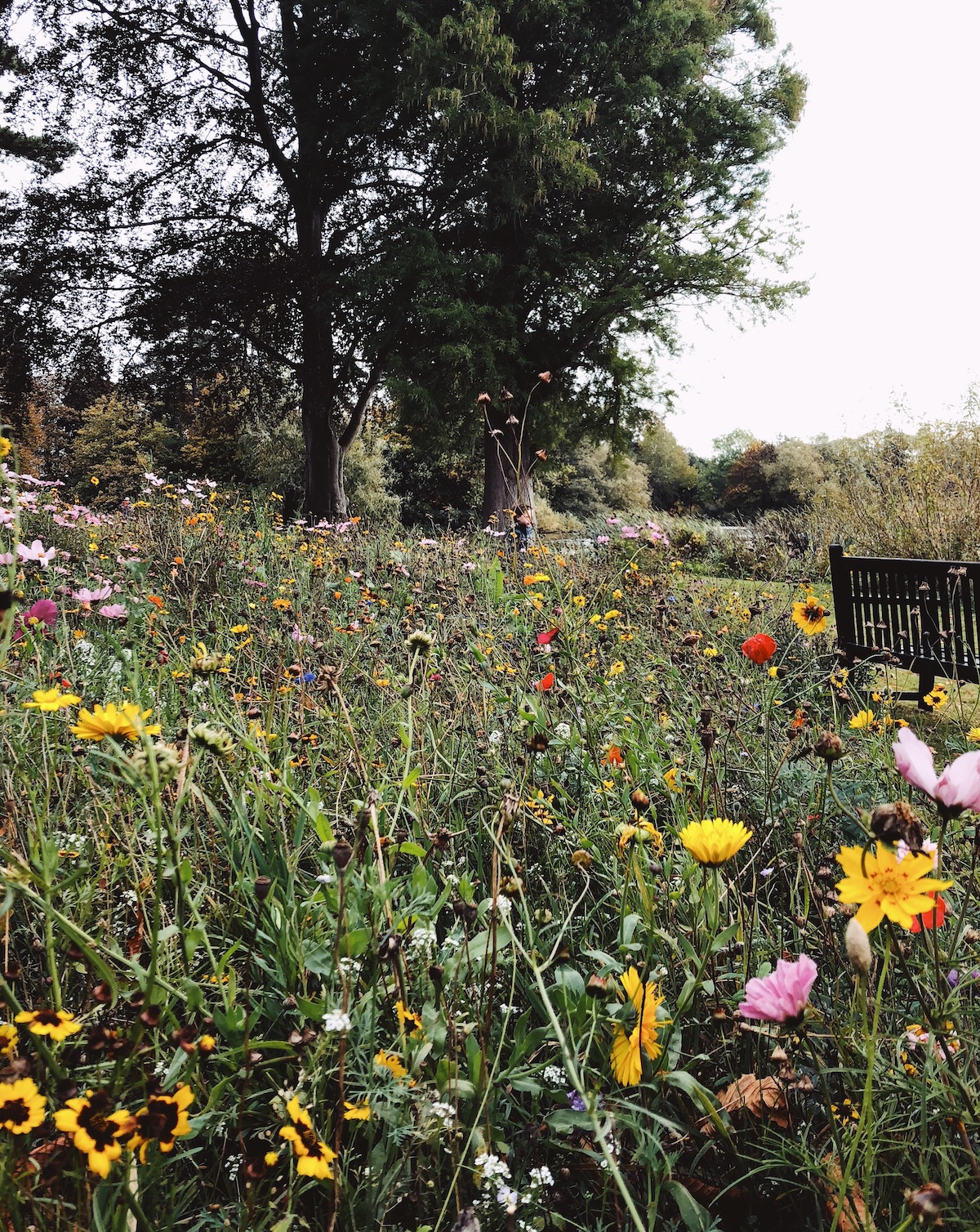 flowers.jpeg