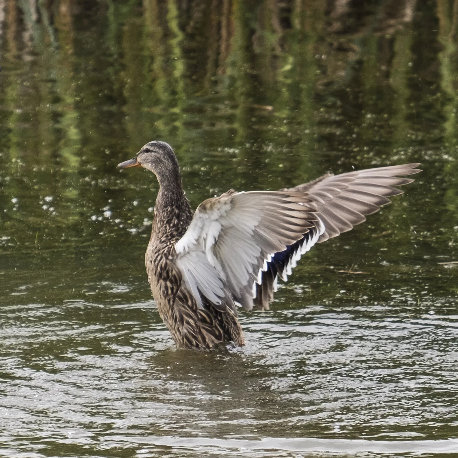 20170715-telford_15JUL2017-43.jpg