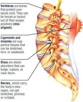 Lower back structures.jpg