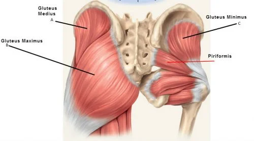 glute-muscles-anatomy-butt-stuff-gluteus-medius-and-piriformis-e1520969540794.jpg