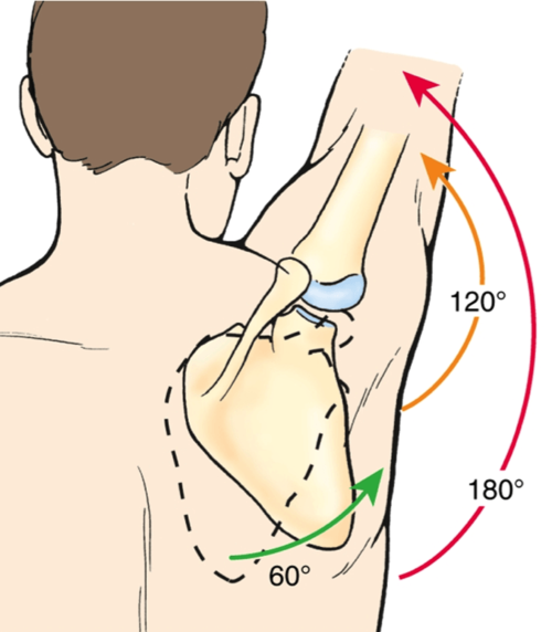 scapulohumeral-rhythm.png