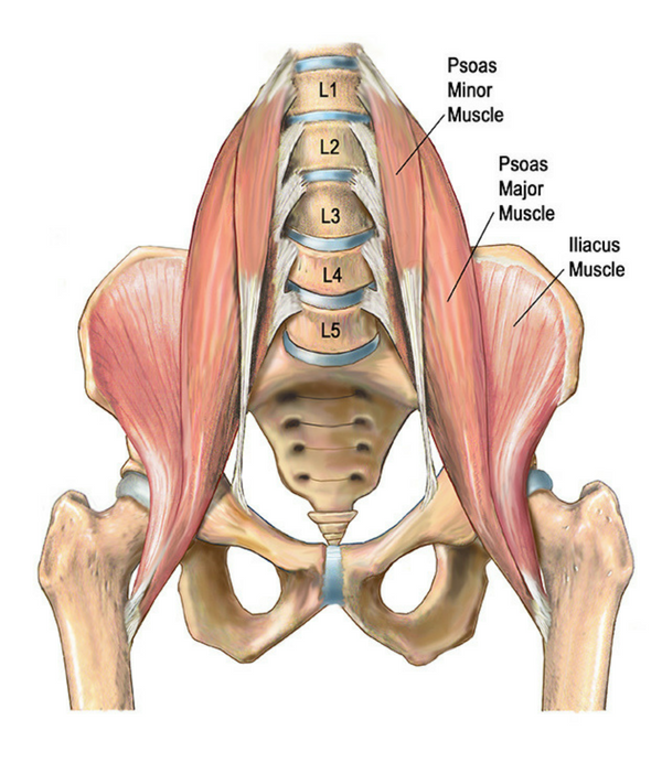 3 Exercises For Core Stability — ONI | Wellington Personal Training Studio