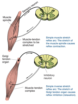 Autogenic_and_Reciprocal_Inhibition.png