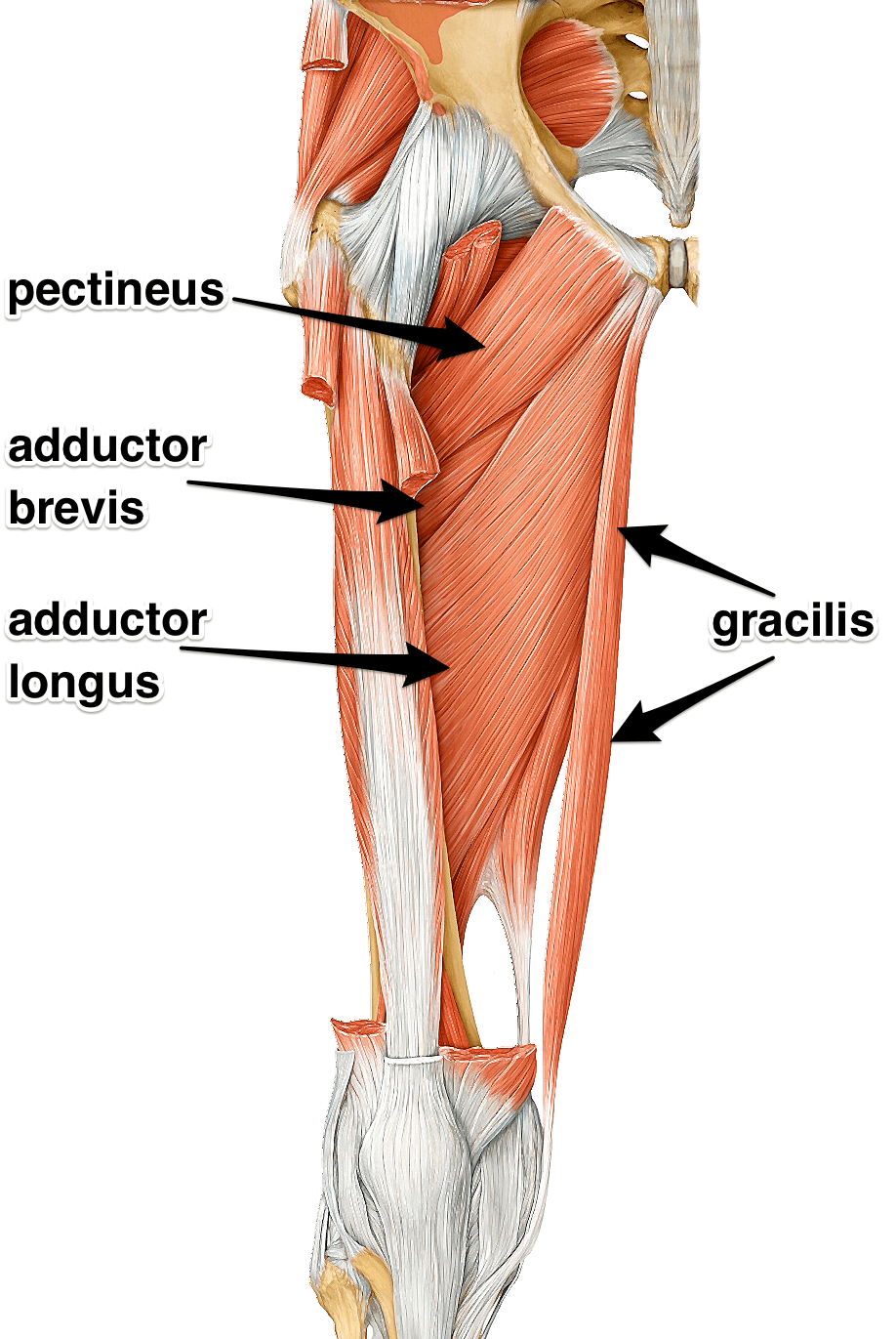adductors-group-label.png