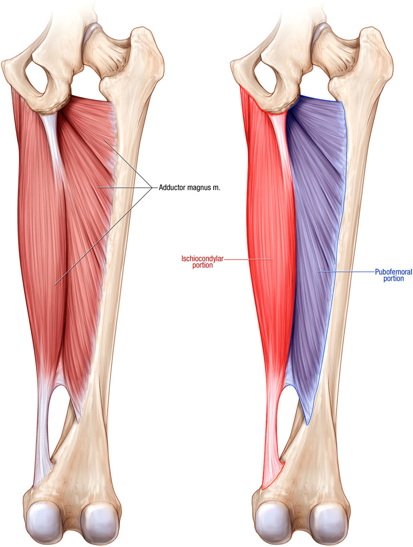 Место прикрепления m Adductor Longus